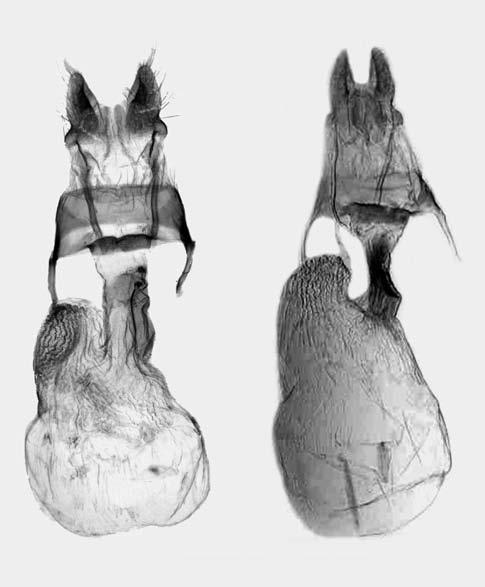218 FIBIGER & ZAHIRI: Gortyna golestanensis sp. n. from Iran 7 8 Figs. 7 8. Female genitalia of Gortyna. 7. G. golestanensis, sp. n. (prep. Fibiger 5394). 8. G. fl avago from Denmark (prep.