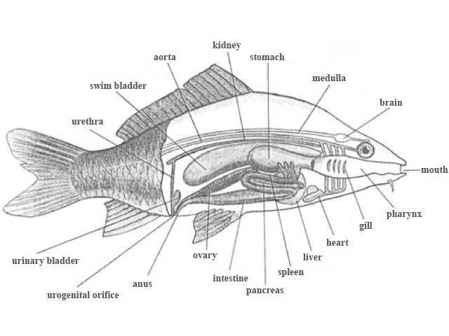 Ciência Viva Observing the internal organs of the fish The teacher dissects a fish and asks the children to identify the internal structures of the animal, based on diagram handed out (see diagram