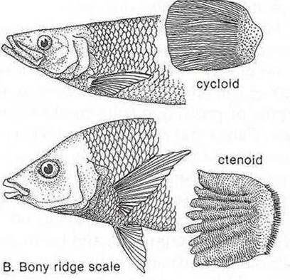 Cycloid and Ctenoid: most bony fishes (teleosts)