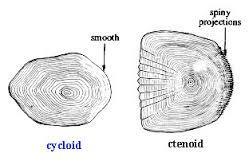 concentric rings Cycloid: smooth outer edge, soft-rayed