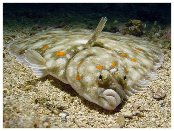 Flatfish- actually