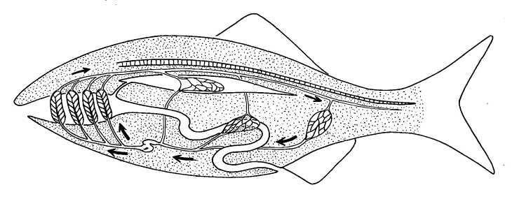 Fish Circulation Fish heart has 2 chambers Single loop circulation