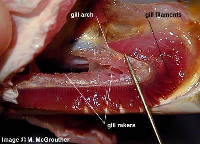 Gills are the main site of gas exchange in almost all fishes.