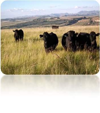 From SA Studbook yearbook of 2014: Die Drakensberger koei se gewig neem met 31 kg toe terwyl sy haar kalf soog teenoor al die Stamboek rasse se gemiddelde