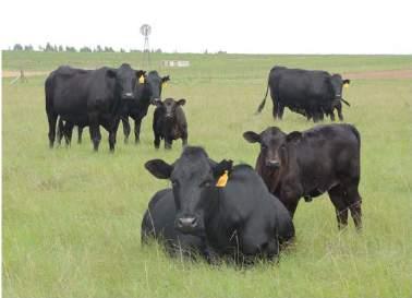 Distribution Outstanding ability to adapt to climatic and environmental conditions Excels on Natural grazing. Exceptional ability to convert dry grass (low quality) to meat.