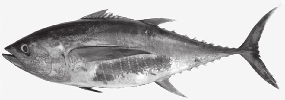 Taxonomy and key for identification of tuna species 55 the pectoral fin. Otoliths are more elongated with median groove. (Fig.10 A).