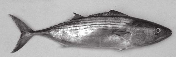 Joshi et al. 56 Common name: Bigeye tuna Description: Body fusiform, robust and slightly compressed laterally. Two dorsal fins separated by a narrow interspace. 8-10 dorsal finlets.