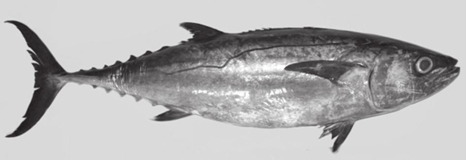 Taxonomy and key for identification of tuna species 57 Scomber rochei Risso 1810, Ichthyologie de Nice, ou histoire naturelle des poissons du département des Alpes Maritimes (type locality: Nice,