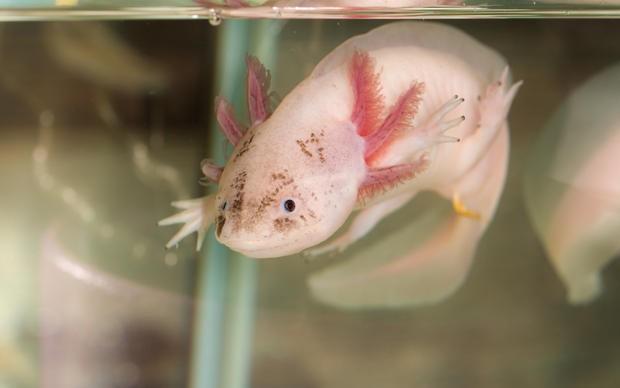 Black Holes and Axolotls I Bought A Zoo This term, Year 8 are learning a topic called I bought a Zoo, which covers topics such as animal adaptations, classification of living organisms, plant and