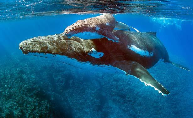 E X P E D I T I O N S TONGA 2017 SWIM UP CLOSE & PERSONAL WITH HUMPBACK WHALES! THIS SNORKELING TRIP WILL BE ONE OF THE BEST IN-WATER EXPERIENCES OF YOUR LIFE. WHO ARE WE? HumpBackSwims.