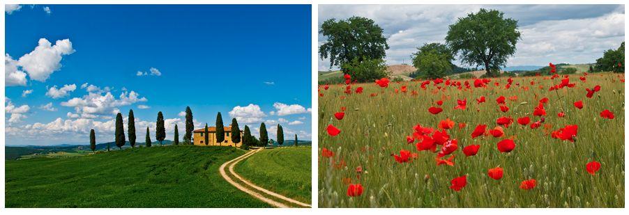 Another highlight was an authentic Tuscan cooking class. May is considered poppy season and the Tuscan countryside did not disappoint us.