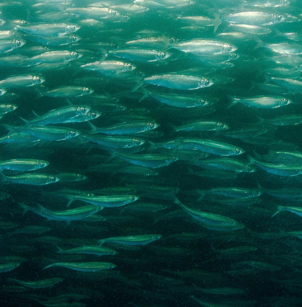#5 ecology Young herring rely on older herring for knowledge. Like salmon, herring return to the same spawning areas year after year. But unlike salmon, many generations of herring spawn together.