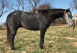 ..5546813 Hot Hancock Dude Deal Three Rosies Deal Regal Roan Hock Blue Bee Badger Foundation Liz This mare has been a hard-working ranch horse and also has the maneuverability and power steering of