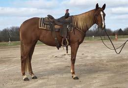 She is very nice to heel on, as well. Kind and sensible- this gelding has worked for a living! Every ranch or cattle job you can think of, this horse has done and done it well!
