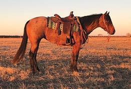 Any level of rider can go ranch on Berry! She is out of an Eddy- Hancock bred stud and a Bartender bred mare. Feel free to call Ryan Kucera with any questions 402.322.9137. 15 JERRY R.