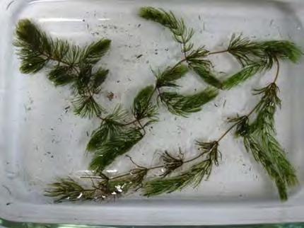 Coontail Ceratophyllum demersum Very common submersed plant in NY Lacks a true root