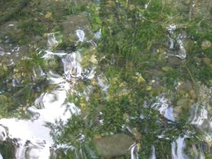 Dwarf water milfoil Myriophyllum tenellum Related to Eurasian water