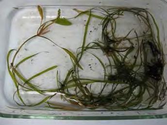(P. zosteriformis) Easily confused with water stargrass