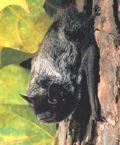 STATION H 20. What is the correct common name of the bat in the photo above? a. Silver-haired Bat b. Hoary Bat c. Indiana Bat d. Red Bat 21. What of the following is true? a. This bat is on the state and federal endangered species list.