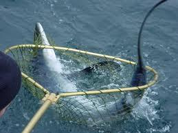 Scoop net> salabardo Fishing terminology Fish dip net> nansa/nasa (arte de pesca) Snare/fish trap> garlito Catch in a