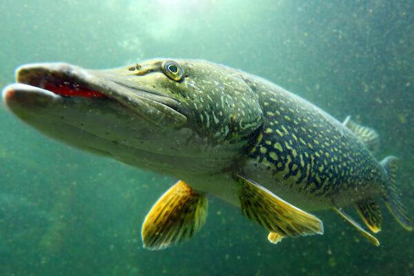 Where did pike in recently invaded areas come from?