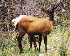 Yellowstone Elk Calf Mortality Following Wolf Restoration Bears Remain Top Summer Predators Shannon M. Barber, L. David Mech, and P.J.