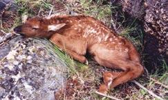 Design and Methodology Capture To investigate current causes of elk calf mortality, we are replicating, to the extent feasible, the methodology and experimental design for capture and monitoring of