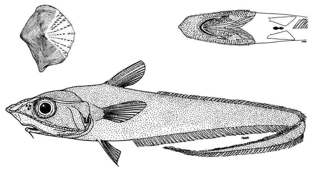 171 Coelorinchus macrochir (Günther, 1877) Fig. 392 MACROUR Coel 27 Scientific Name with Reference : Macrurus macrochir Günther, 1877, Ann.Mag.Nat.Hist., ser.