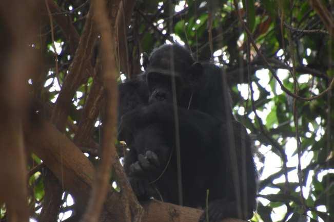 Gombe National Park Sep.24 th Gombe is the place where Dr. Goodall has been carried on her own research of wild chimpanzees.