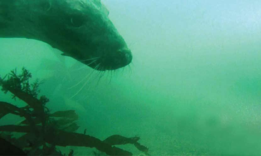 Observing seal behaviour What do seals do underwater?