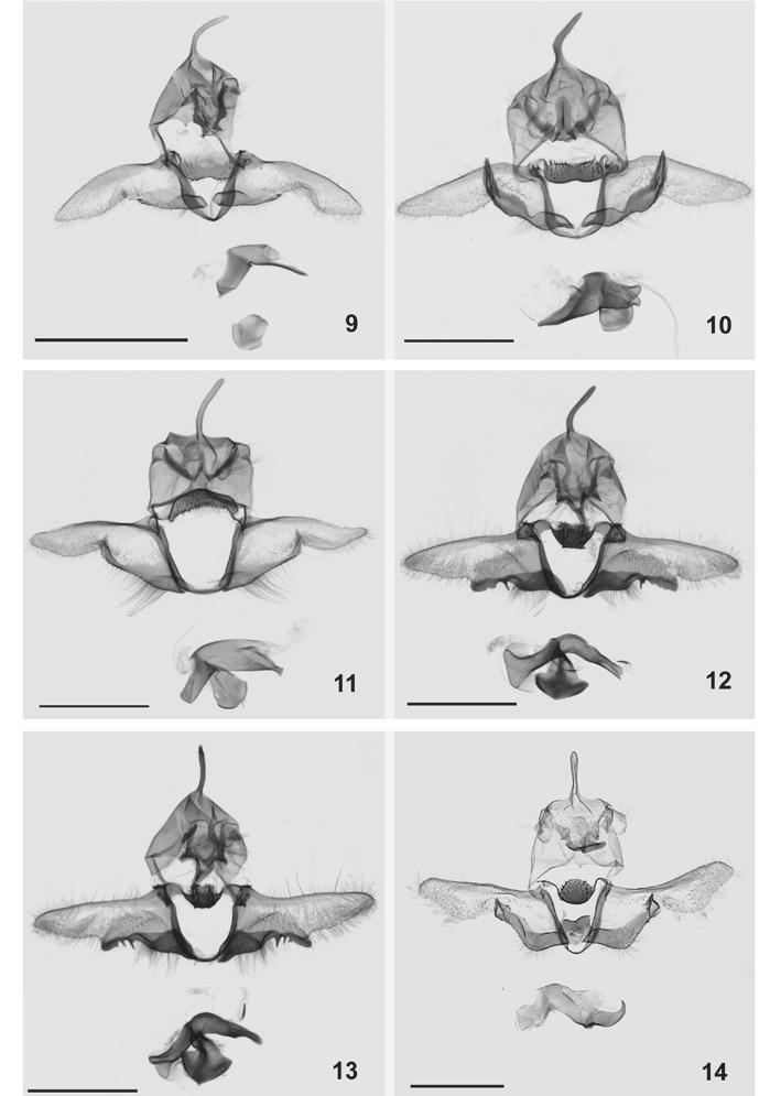 112 Józef razowski, Volker pelz, janusz wojtusiak 9-14. Male genitalia of Toreulia: 9 T. imminuta n. sp., holotype; 10 T.