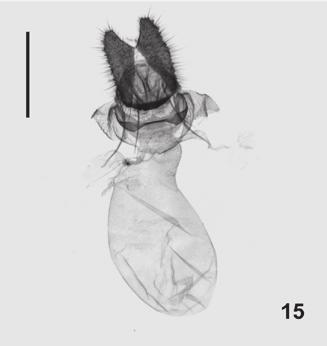 Re-definition of Toreulia 113 Holotype male: Ecuador, Napo Prov., 15 km SE Cosanga, Cocodrilo, 1850 m, 0 38 56 S 77 47 34 W, 27.X.2002, sta 39, leg. Gielis & Pelz ; GS 1686 V.P., CVPR eventually SMFL.