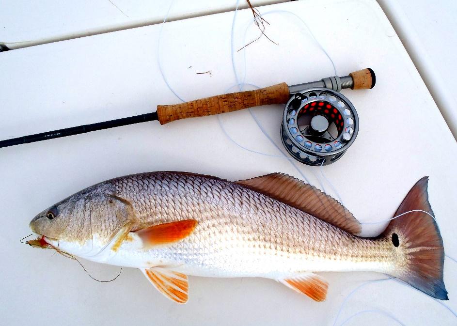 The unique requirements for each species of fish. Redfish. The most common way to fish for redfish in the Laguna Madre is sight fishing. This is normally done in 6 to 24 inches of water.