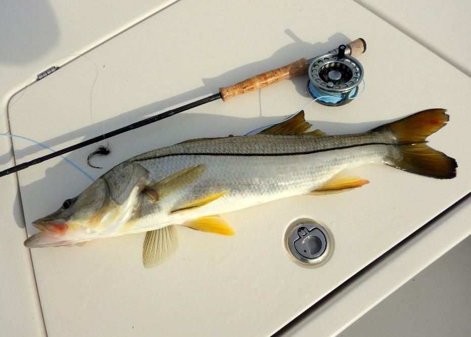 Snook. When fishing for Snook in the Lower Laguna Madre, you are at the approximate northern limits of the snooks range.