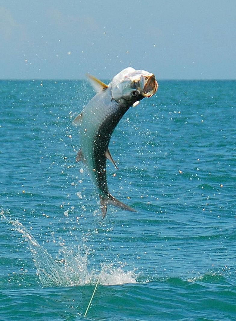 Tarpon. Fishing for Tarpon around the Jetties is more of a matter of being at the right place at the right time.