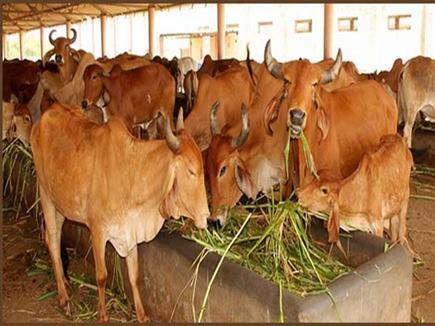 AGREEMENT समझ त Rajasthan signs MoU for first Cow Sanctuary in
