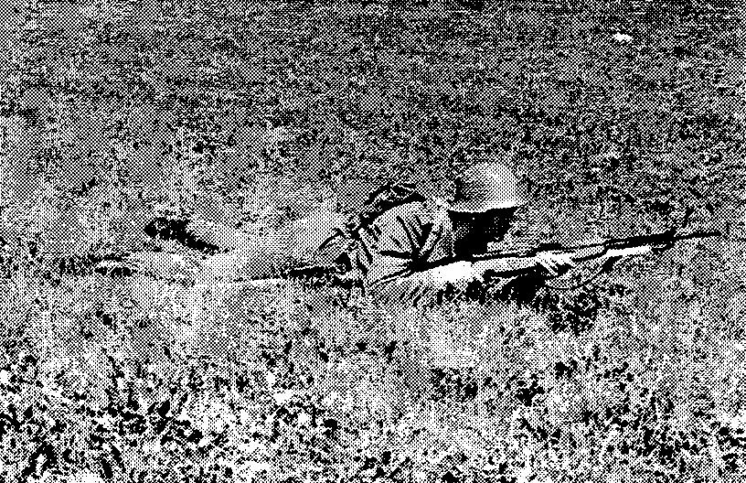 barrel or grenade launcher. The prone position is ideal when the rifleman's body is at an angle of 12 to 20 from the direction of firing.