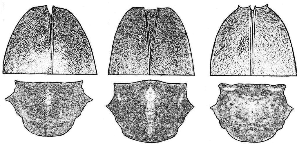 A new species of Neoplocaederus Sama from Syria (Coleoptera: Cerambycidae) 61 finely, densely punctate, apex bispinose, with lateral angles acute or spinose, the sutural angle produced in a longer