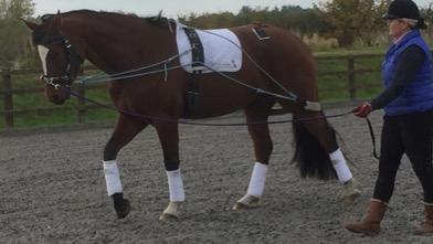Course Summary Course Title: Back Biomechanics and Horse & Rider