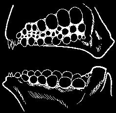 protracted Mouth position