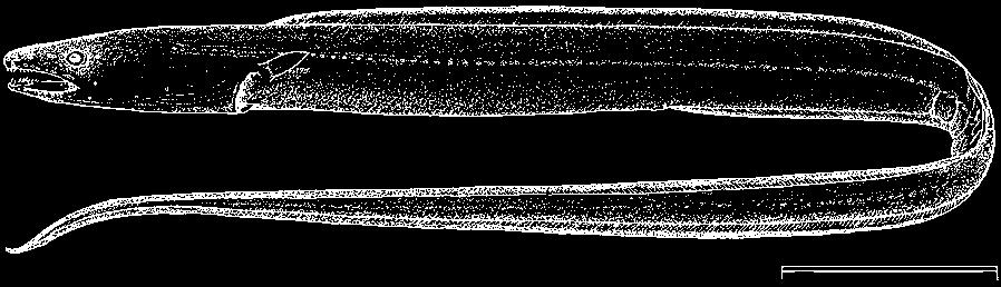 128 - Congridae - Muraenesocidae Bony Fishes Uroconger lepturus (Richardson, 1845) Local name(s): N: Mkunga; S: Mkunga (M), Mkunga samaki (K). Habitat: Offshore on soft sand mud bottoms.