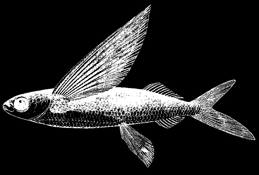 Colour: Body dark iridescent blue above, silvery white below; pectoral fins dark grey, with a broad pale margin crossed by a pale stripe becoming narrower toward anterior fin margin; pelvic fins pale.