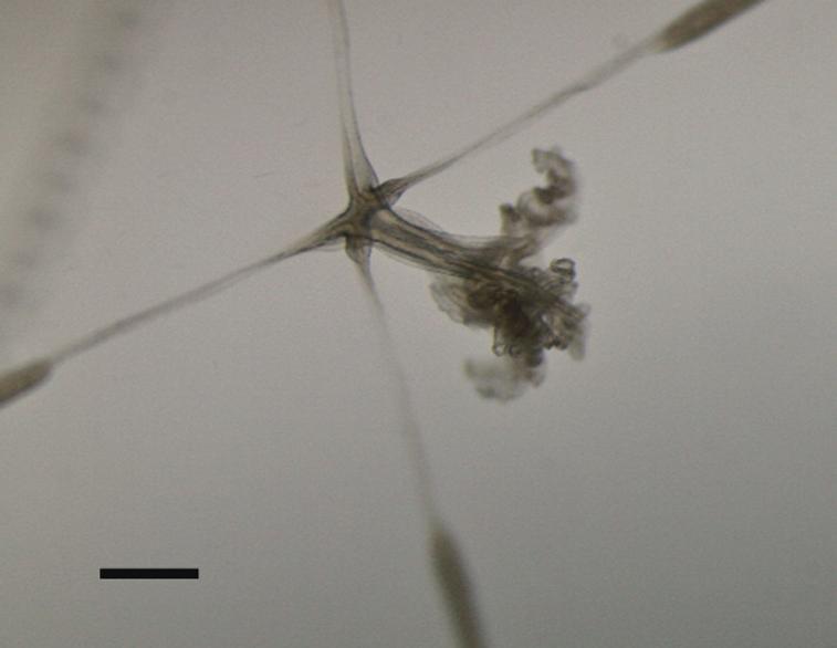 A New Hydromedusa of the Genus Malagazzia (Leptomedusae; Malagazzidae) from Japan Fig. 1. Mature male medusa of Malagazzia hirsutissima n. sp.