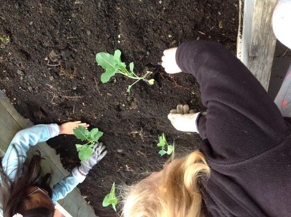 com Enviroschool update The Edible garden team, Lilla, Millie, Denise, Gus and Lexie, this week planted the first of