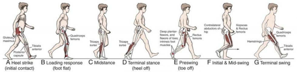 Observational Gait Analysis Prerequisites Understand Normal Gait Cycle and Select Key