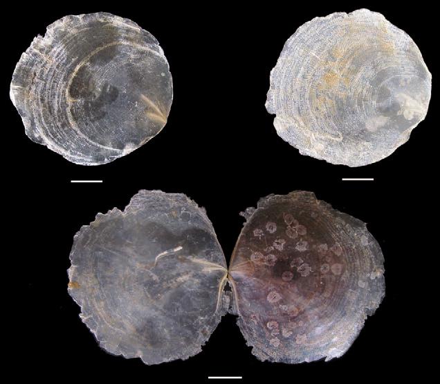 Tudil spirillus (Linneus, 1767) (Imges 10 -) Desription: Shell modertely solid, pyriform nd with long, sinuous, smooth siphonl nl. Nuler whorls mmmillte, projeting, swollen, pinkish or yellowish.