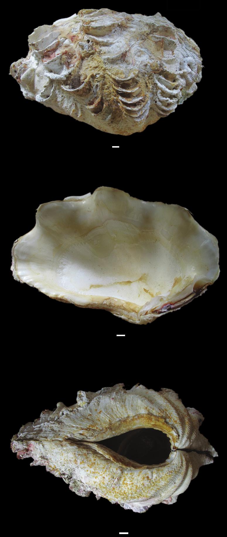 Imge 12. Tridn mxim Röding - exterior of right vlve; - interior of left vlve; - ventrl view showing yssl orifie (sle = 1m) Shell length: 250 350mm.