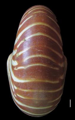 (IUCN, 2013). 13. Tridn squmos Lmrk, 1819 (Imges 13 -) Appukuttn et l. 1989, p. 83. Desription: Vlves modertely thik nd hevy. Shell equilterl. Dorsl mrgin fn-shped in outline.
