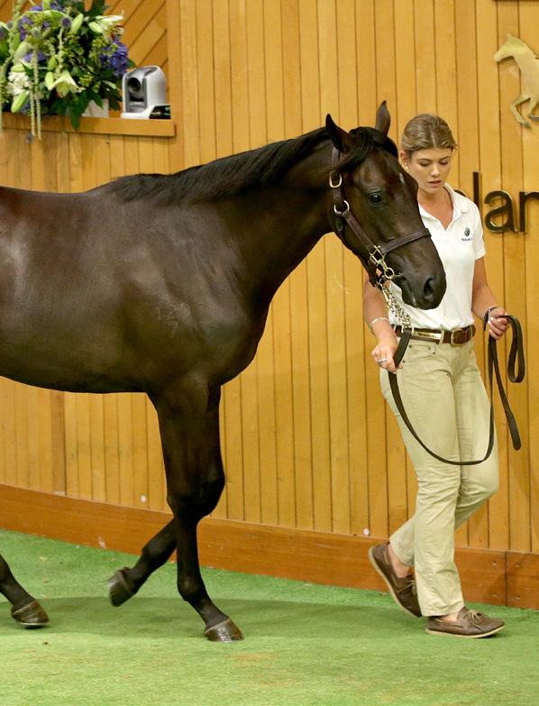 3 / EDITORIAL GOLDEN DAY FOR WAIKATO STUD AT KARAKA (CONT D) I was on the ropes at the end, I might have had one more, he said. The colt has been purchased for a Te Akau stallion syndicate.