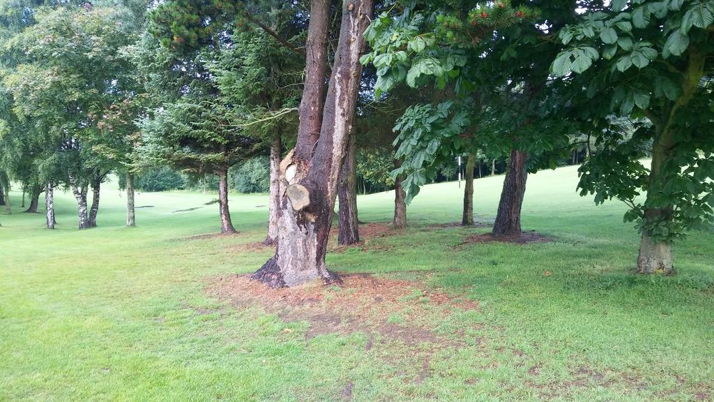 7 th /3 rd Fairway - An example of a tree with no future At the back of the 2nd hole, which runs along the main road, there is a copse to the west of the main gate which is in poor condition.